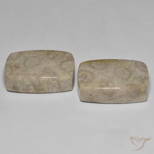 Pedras preciosas de Coral fóssil Multicolorido natural de 45.70 ct, Almofada, Opaco