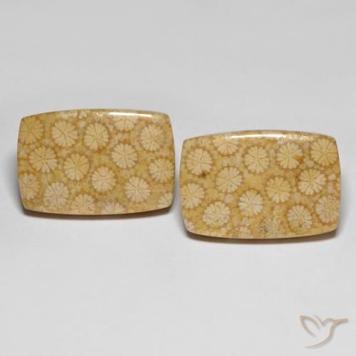 Pedras preciosas de Coral fóssil Multicolorido natural de 27.38 ct, Almofada cortada, Opaco