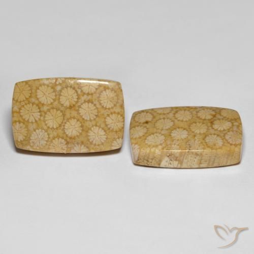 Pedras preciosas de Coral fóssil Multicolorido natural de 27.38 ct, Almofada cortada, Opaco