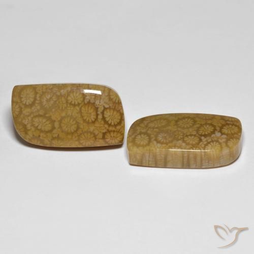 Pedras preciosas de Coral fóssil Multicolorido natural de 34.39 ct, Chique, Opaco