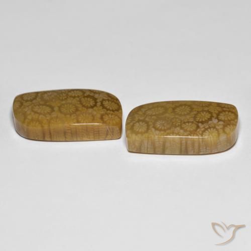 Pedras preciosas de Coral fóssil Multicolorido natural de 34.39 ct, Chique, Opaco
