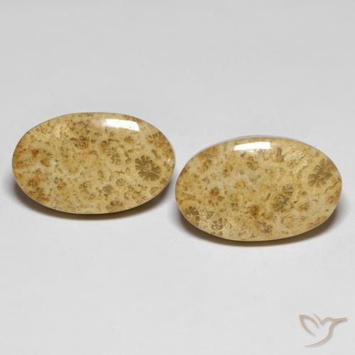 19.65ctw Natural Multicolorido Coral fóssil, oval, Opaco