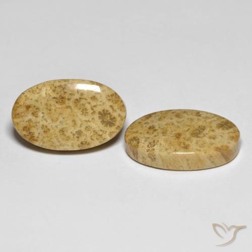 Pedras preciosas de Coral fóssil Multicolorido natural de 19.65 ct, oval, Opaco