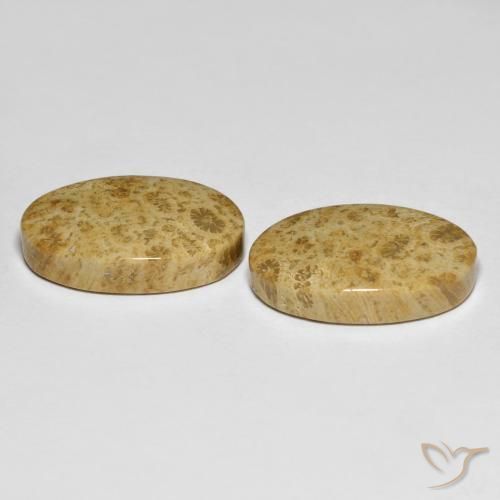 Pedras preciosas de Coral fóssil Multicolorido natural de 19.65 ct, oval, Opaco