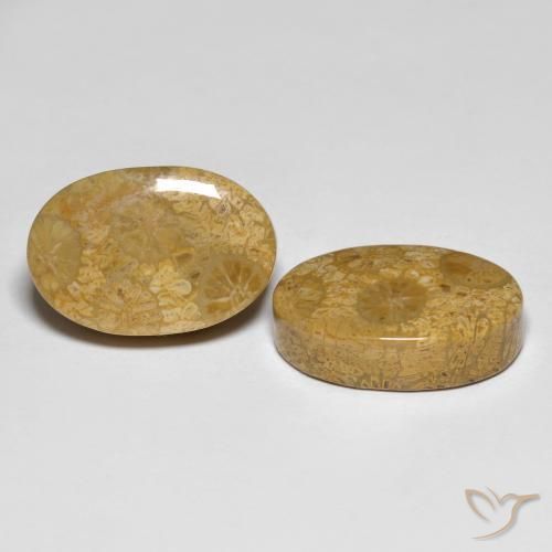 Pedras preciosas de Coral fóssil Multicolorido natural de 26.42 ct, oval, Opaco