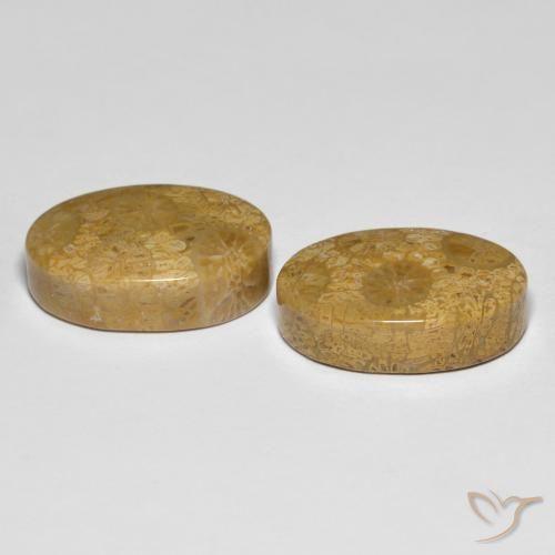 Pedras preciosas de Coral fóssil Multicolorido natural de 26.42 ct, oval, Opaco