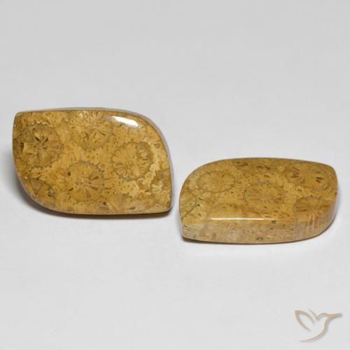 Pedras preciosas de Coral fóssil Multicolorido natural de 25.48 ct, Chique, Opaco