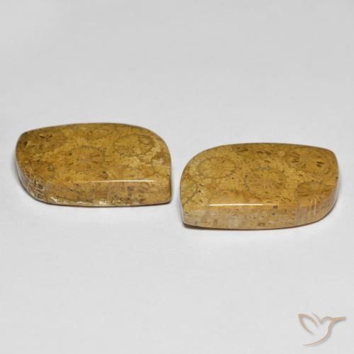 Pedras preciosas de Coral fóssil Multicolorido natural de 25.48 ct, Chique, Opaco