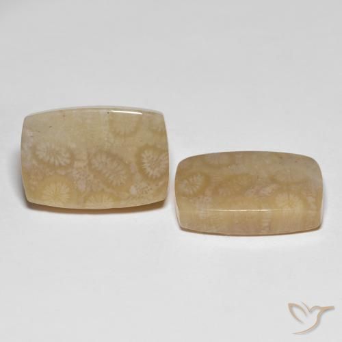 Pedras preciosas de Coral fóssil Multicolorido natural de 26.20 ct, Almofada, Translúcido