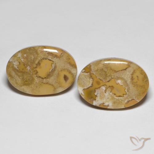 23.71ctw Natural Multicolorido Coral fóssil, oval, Opaco