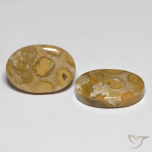 Pedras preciosas de Coral fóssil Multicolorido natural de 23.71 ct, oval, Opaco