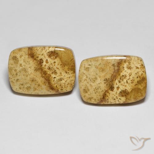 25.97ctw Natural Multicolorido Coral fóssil, Almofada, Opaco