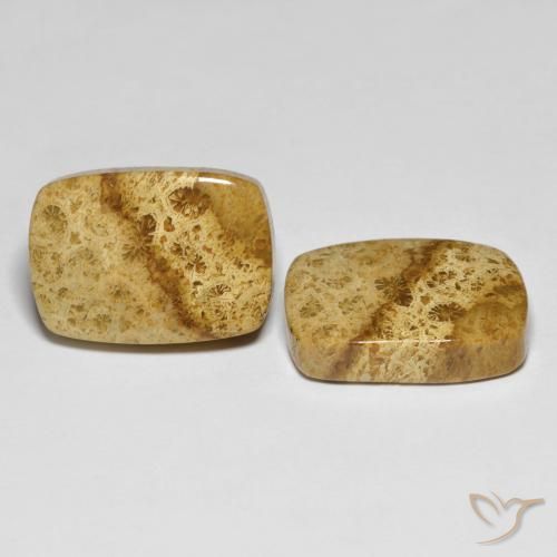 Pedras preciosas de Coral fóssil Multicolorido natural de 25.97 ct, Almofada, Opaco