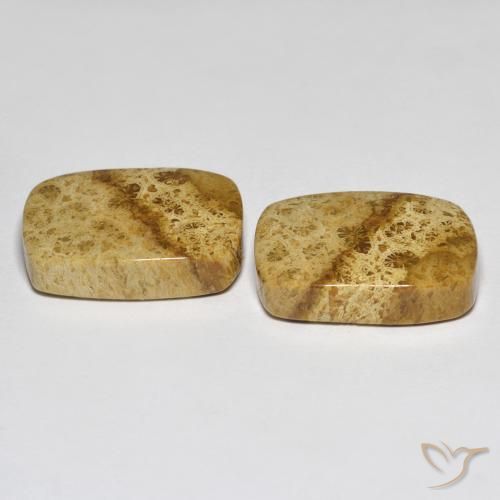Pedras preciosas de Coral fóssil Multicolorido natural de 25.97 ct, Almofada, Opaco