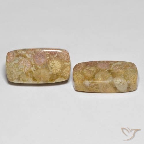 Pedras preciosas de Coral fóssil Multicolorido natural de 25.20 ct, Almofada, Opaco