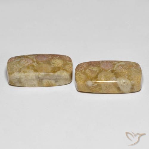 Pedras preciosas de Coral fóssil Multicolorido natural de 25.20 ct, Almofada, Opaco