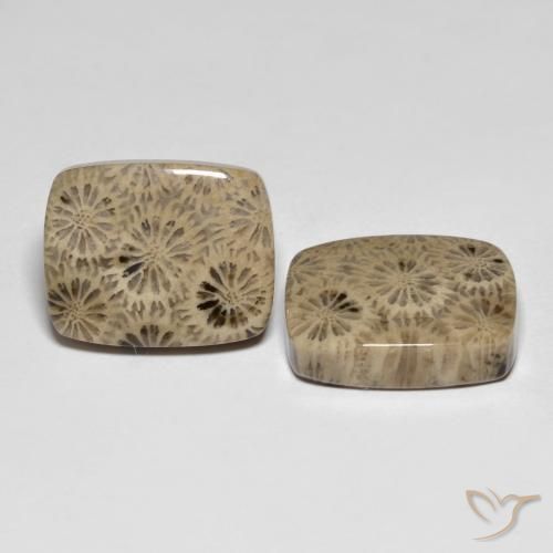 Pedras preciosas de Coral fóssil Multicolorido natural de 24.15 ct, Almofada, Opaco