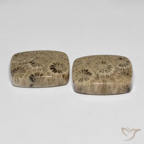 Pedras preciosas de Coral fóssil Multicolorido natural de 24.15 ct, Almofada, Opaco