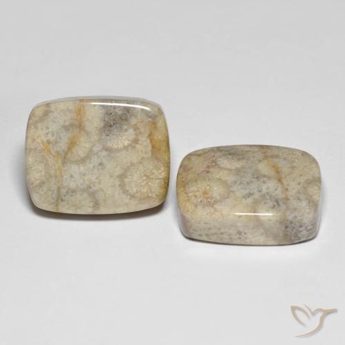 Pedras preciosas de Coral fóssil Multicolorido natural de 31.90 ct, Almofada, Opaco