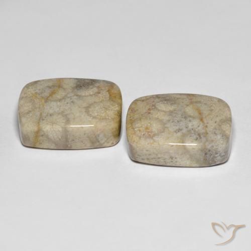 Pedras preciosas de Coral fóssil Multicolorido natural de 31.90 ct, Almofada, Opaco