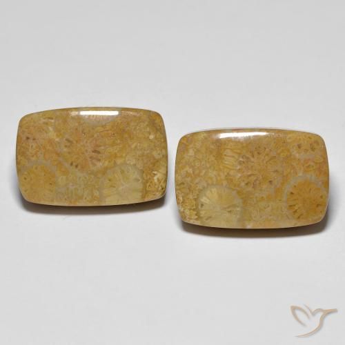 24.91ctw Natural Multicolorido Coral fóssil, Almofada, Opaco