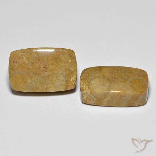 Pedras preciosas de Coral fóssil Multicolorido natural de 24.91 ct, Almofada, Opaco