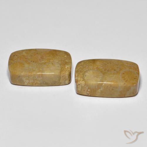 Pedras preciosas de Coral fóssil Multicolorido natural de 24.91 ct, Almofada, Opaco