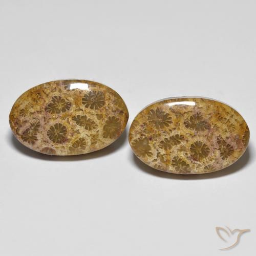 20.85ctw Natural Multicolorido Coral fóssil, oval, Opaco