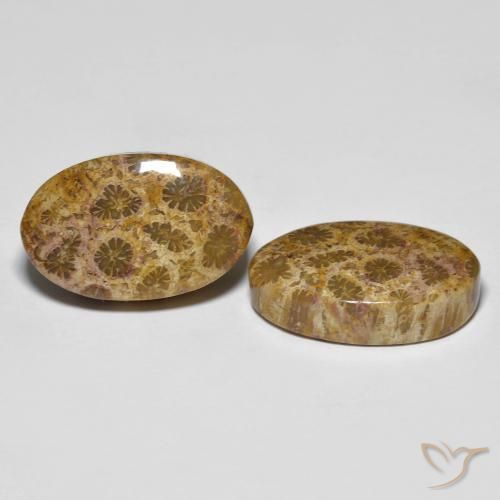 Pedras preciosas de Coral fóssil Multicolorido natural de 20.85 ct, oval, Opaco
