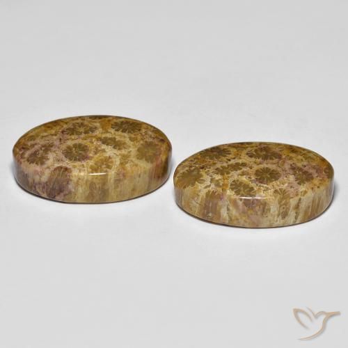 Pedras preciosas de Coral fóssil Multicolorido natural de 20.85 ct, oval, Opaco