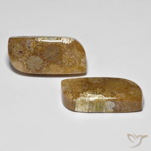 Pedras preciosas de Coral fóssil Multicolorido natural de 28.81 ct, Chique, Opaco