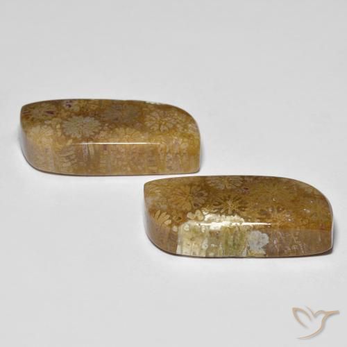 Pedras preciosas de Coral fóssil Multicolorido natural de 28.81 ct, Chique, Opaco
