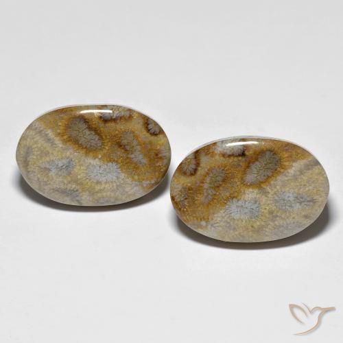 27.60ctw Natural Multicolorido Coral fóssil, oval, Opaco