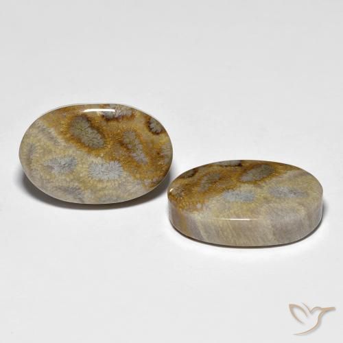 Pedras preciosas de Coral fóssil Multicolorido natural de 27.60 ct, oval, Opaco