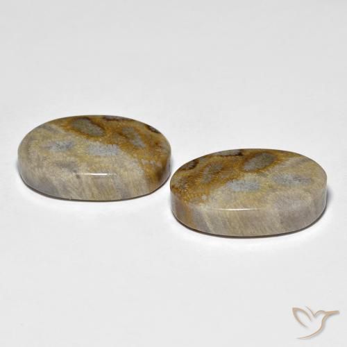 Pedras preciosas de Coral fóssil Multicolorido natural de 27.60 ct, oval, Opaco