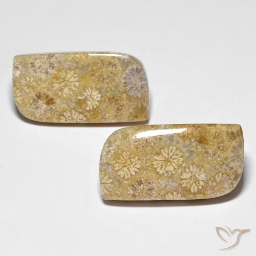 29.71ctw Natural Multicolorido Coral fóssil, Chique, Opaco