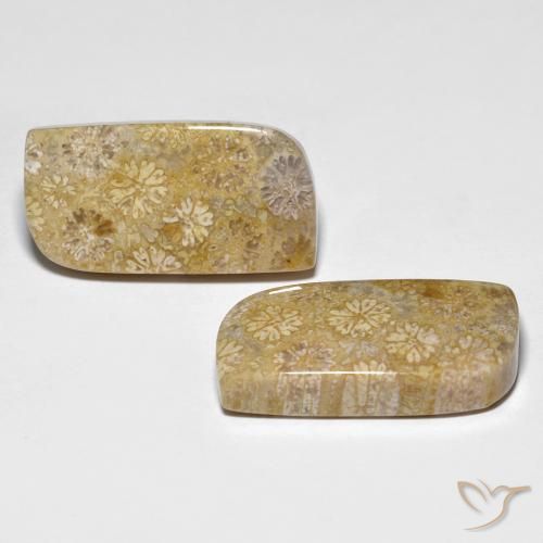 Pedras preciosas de Coral fóssil Multicolorido natural de 29.71 ct, Chique, Opaco