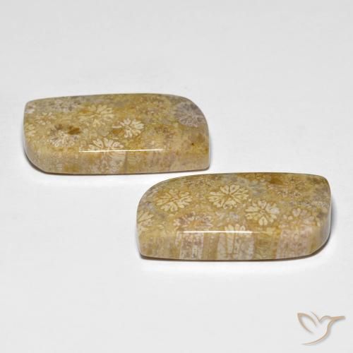 Pedras preciosas de Coral fóssil Multicolorido natural de 29.71 ct, Chique, Opaco