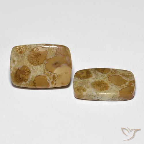 Pedras preciosas de Coral fóssil Multicolorido natural de 16.39 ct, Almofada, Opaco