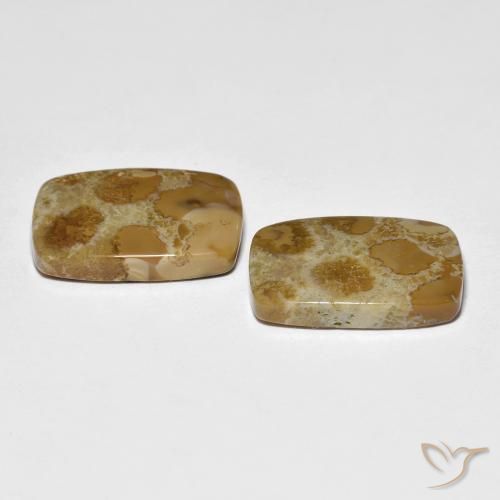 Pedras preciosas de Coral fóssil Multicolorido natural de 16.39 ct, Almofada, Opaco