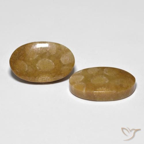 Pedras preciosas de Coral fóssil Multicolorido natural de 21.21 ct, oval, Opaco
