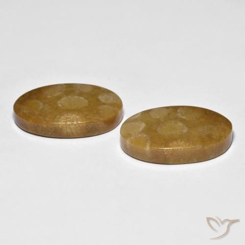 Pedras preciosas de Coral fóssil Multicolorido natural de 21.21 ct, oval, Opaco