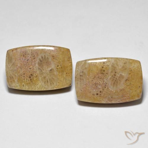 30.78ctw Natural Multicolorido Coral fóssil, Almofada, Opaco