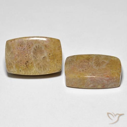 Pedras preciosas de Coral fóssil Multicolorido natural de 30.78 ct, Almofada, Opaco