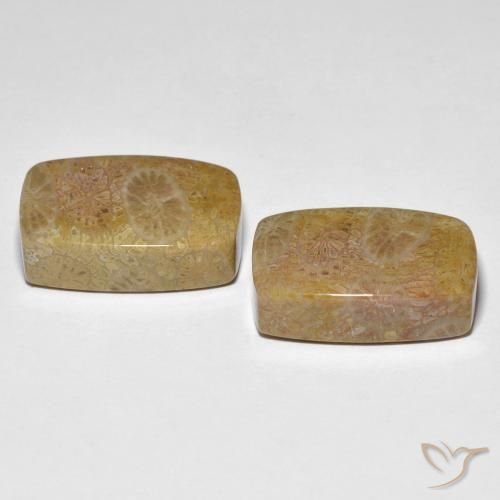 Pedras preciosas de Coral fóssil Multicolorido natural de 30.78 ct, Almofada, Opaco