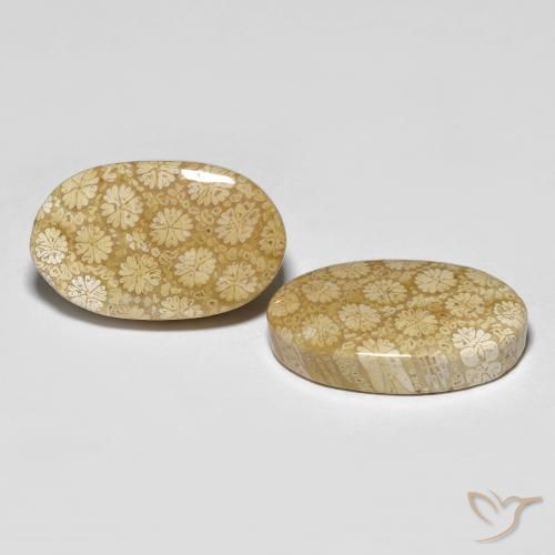 Pedras preciosas de Coral fóssil Multicolorido natural de 26.24 ct, oval, Opaco