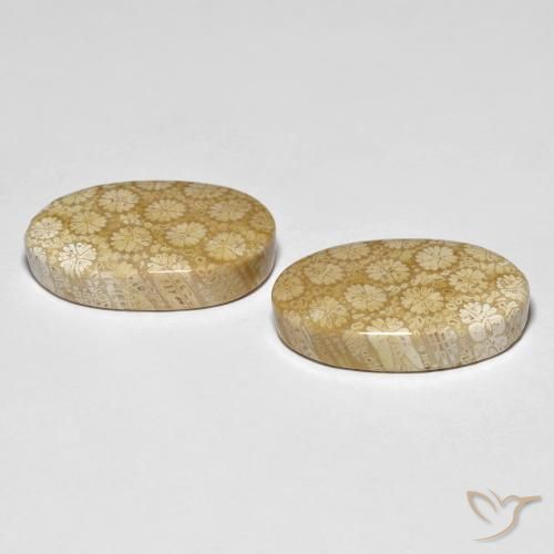 Pedras preciosas de Coral fóssil Multicolorido natural de 26.24 ct, oval, Opaco