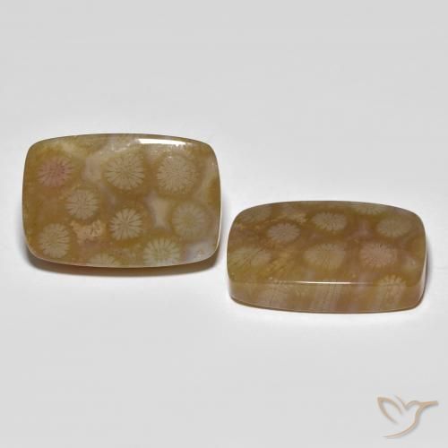 Pedras preciosas de Coral fóssil Multicolorido natural de 36.22 ct, Almofada, Translúcido