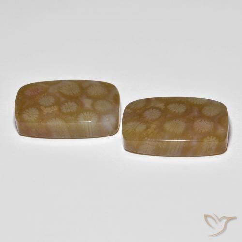 Pedras preciosas de Coral fóssil Multicolorido natural de 36.22 ct, Almofada, Translúcido