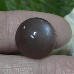 Pedra da lua marrom natural 12,26ct, corte redondo, translúcido